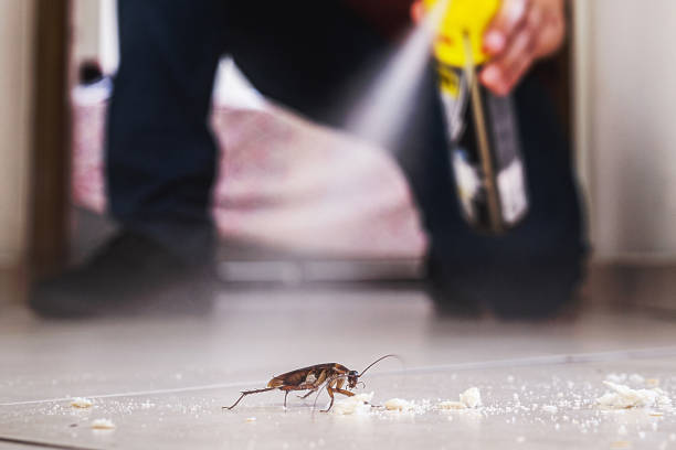 Wasp Removal Services in Alamo, GA